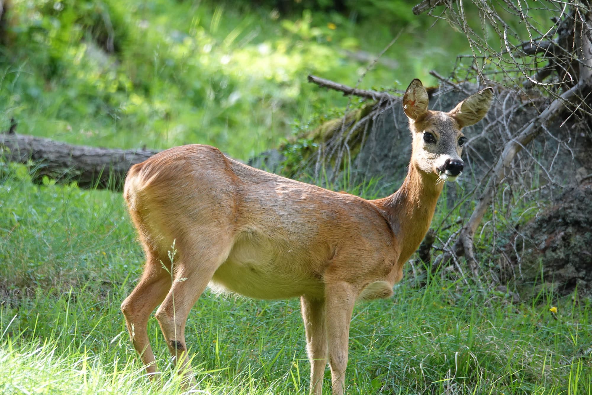Reh in der Schweizer Natur